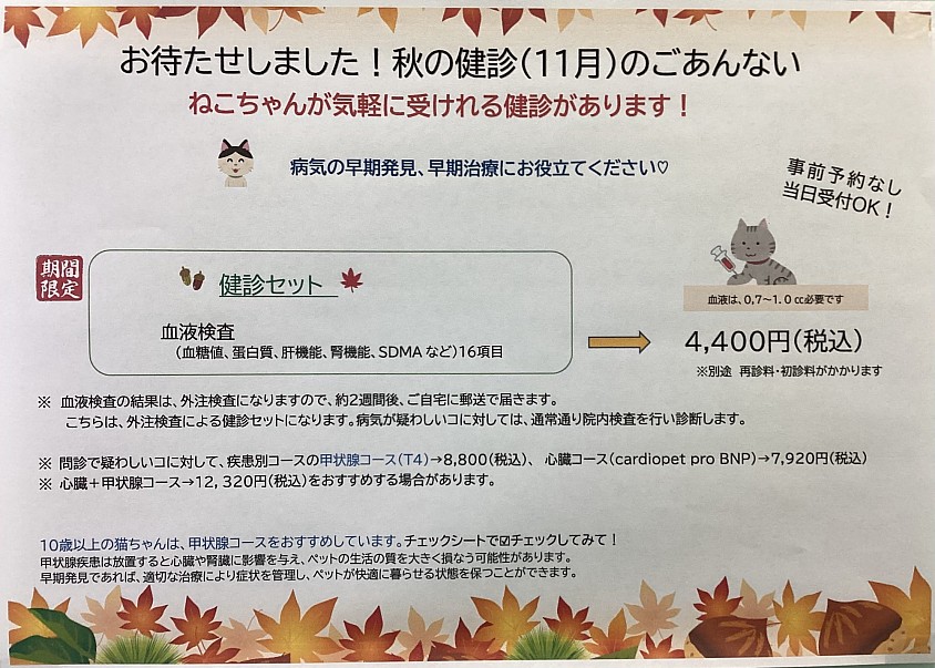 11月猫健診